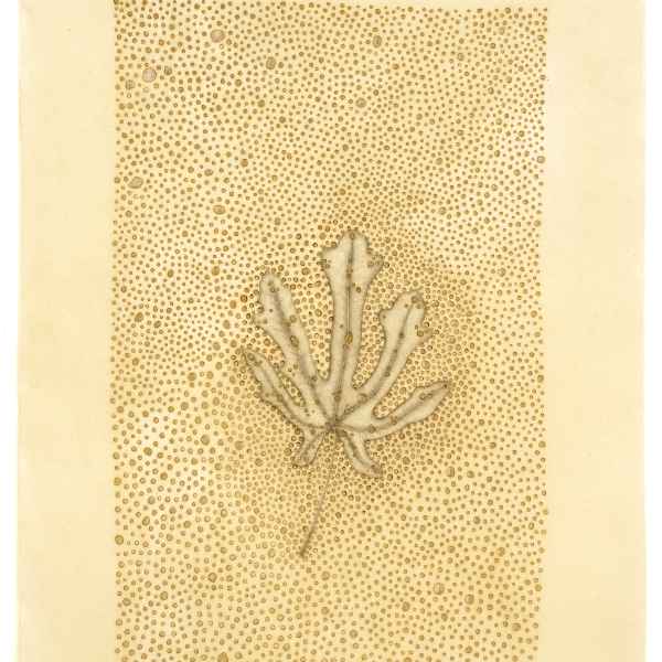 Feuille de figuier